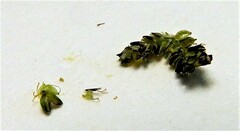 Cyperus fuscus