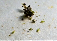 Cyperus fuscus