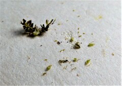 Cyperus fuscus