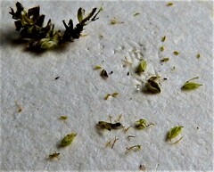 Cyperus fuscus
