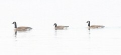 Branta canadensis parvipes