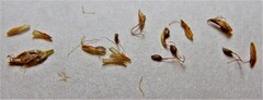 Cyperus fuscus