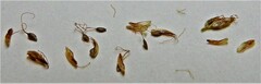 Cyperus fuscus