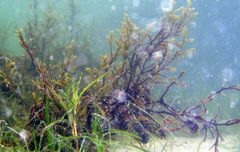 Zannichellia palustris major