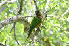 Pyrrhura frontalis