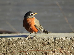 Turdus migratorius