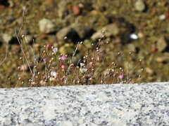 Erigeron karvinskianus