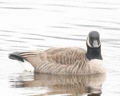 Branta canadensis parvipes
