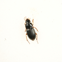 Harpalus latus