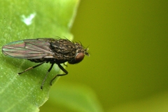 Ephydridae