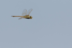 Anax ephippiger