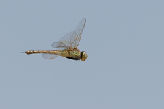Anax ephippiger
