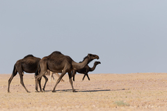 Camelus dromedarius
