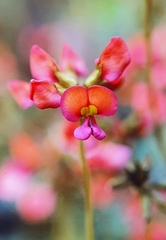 Kennedia coccinea