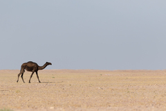 Camelus dromedarius