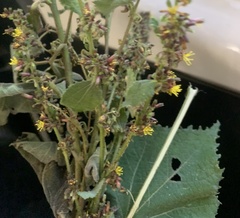 Triumfetta semitriloba