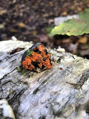 Scutellinia