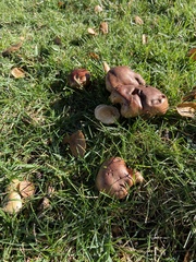 Tricholoma fracticum