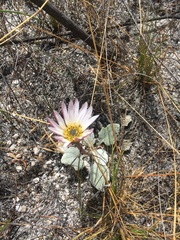 Arctotis bellidifolia