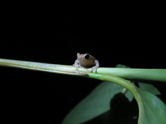 Oreophryne frontifasciata