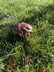 Tricholoma fracticum