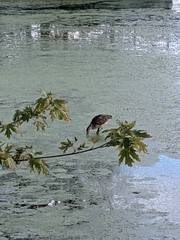 Nycticorax nycticorax
