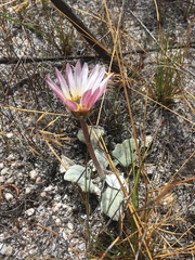 Arctotis bellidifolia