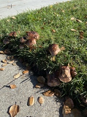 Tricholoma fracticum