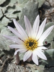 Arctotis bellidifolia