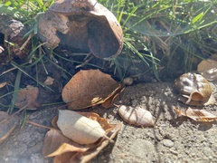 Tricholoma fracticum