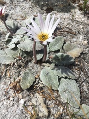 Arctotis bellidifolia