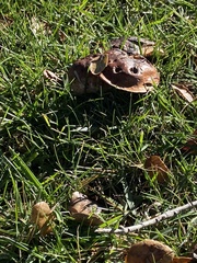 Tricholoma fracticum