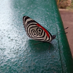 Diaethria