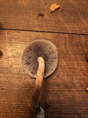 Hypholoma lateritium
