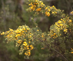 Pultenaea scabra