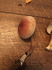 Hypholoma lateritium