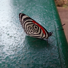 Diaethria