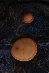 Ciboria