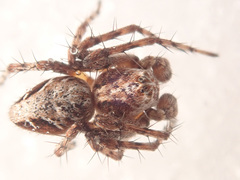 Oxyopes ramosus