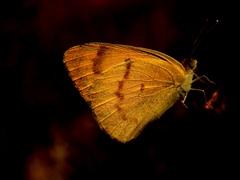 Colotis fausta
