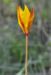 Tulipa sylvestris australis