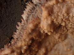 Phlebia centrifuga
