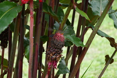 Saucerottia saucerottei