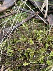 Atrichum angustatum