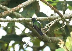 Saucerottia saucerottei