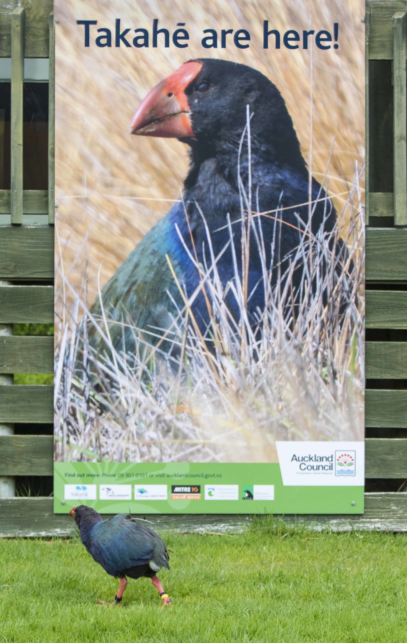 South Island Takahe illustration