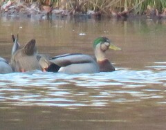 Anas rubripes × platyrhynchos
