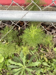 Eupatorium capillifolium