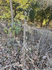 Carduus pycnocephalus