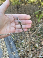 Carduus pycnocephalus